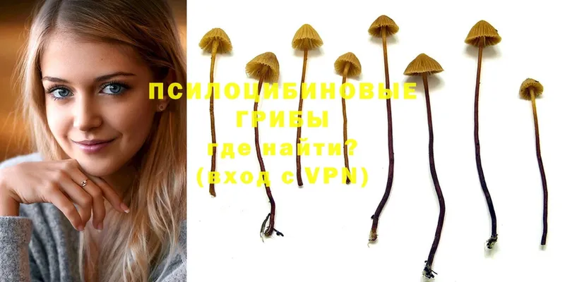 Галлюциногенные грибы Psilocybe  Чита 